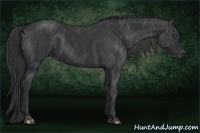 Horse Color:Black  Brindle