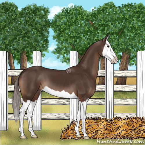 Horse Color:Liver Chestnut Splash 