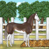Horse Color:Liver Chestnut Splash 