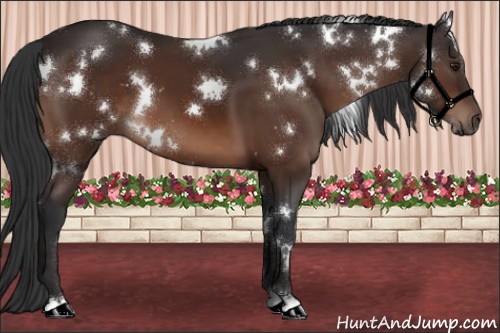 Horse Color:White Spotted Brown 
