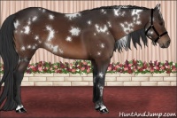 Horse Color:White Spotted Brown 