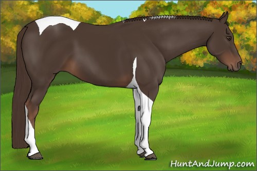 Horse Color:Liver Chestnut Tobiano 