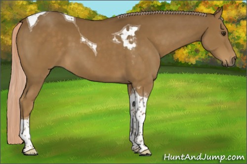Horse Color:Chocolate Palomino Tobiano 