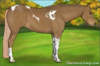 Horse Color:Chocolate Palomino Tobiano 