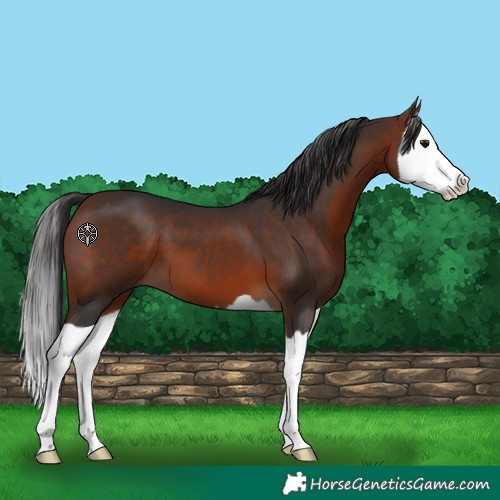 Horse Color:Bay Splash 