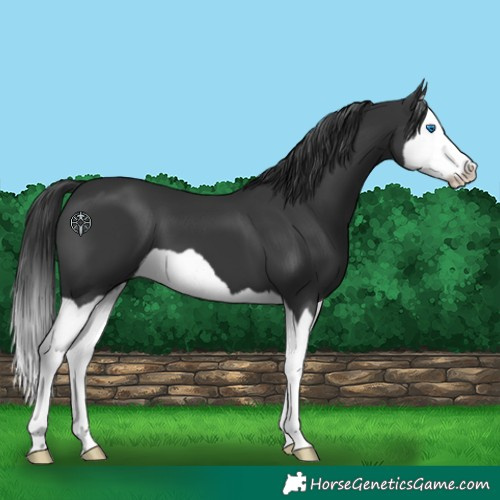 Horse Color:Black Splash