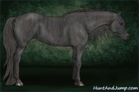 Horse Color:Black  Brindle