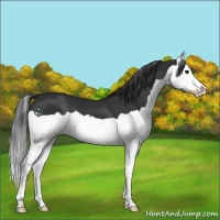 Horse Color:Black Splash