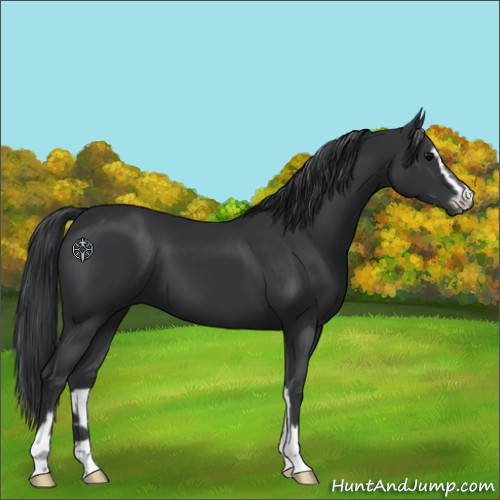 Horse Color:Black Sabino
