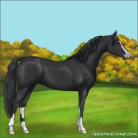 Horse Color:Black Sabino