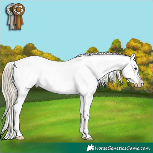 Horse Color:Chestnut Mushroom Splash Appaloosa 
