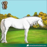 Horse Color:Chestnut Mushroom Splash Appaloosa