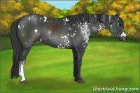 Horse Color:White Spotted Black Rabicano 