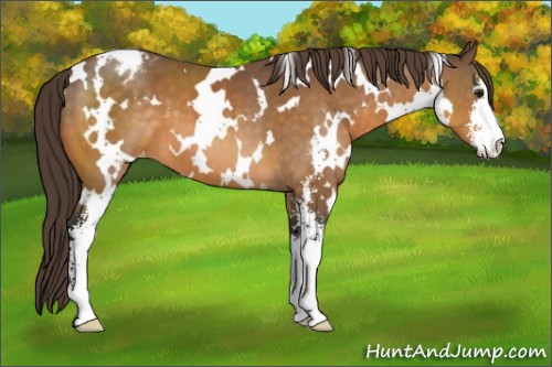 Horse Color:White Spotted Buckskin Sabino Varnish 