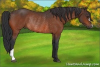 Horse Color:Bay Rabicano