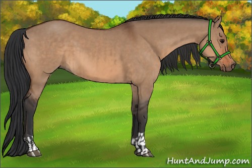 Horse Color:Bay Dun  and Bay Dun 