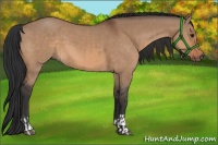 Horse Color:Bay Dun  and Bay Dun 