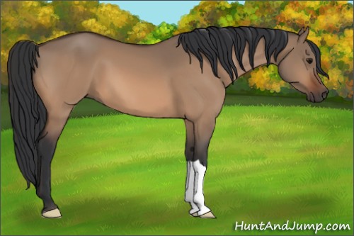 Horse Color:Bay Dun 