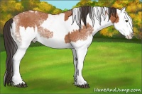 Horse Color:White Spotted Bay Splash  and White Spotted Bay Splash 
