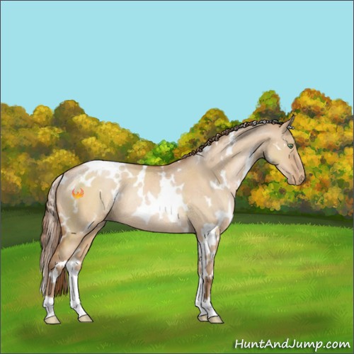 Horse Color:White Spotted Brown Pearl Dun Rabicano