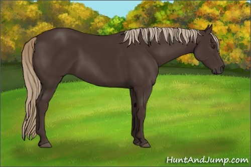 Horse Color:Liver Chestnut 