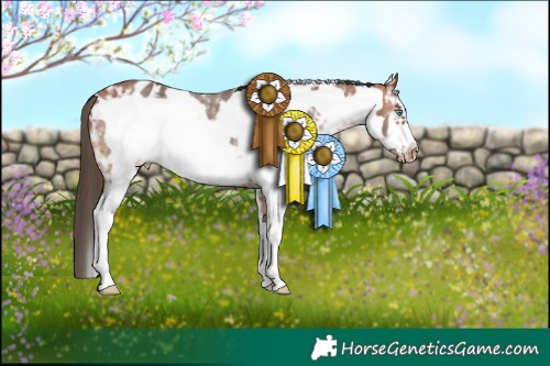 Horse Color:Bay Sabino Frame Appaloosa 