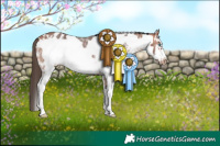 Horse Color:Bay Sabino Frame Appaloosa 