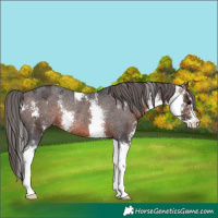 Horse Color:Brown Sabino Appaloosa Rabicano 
