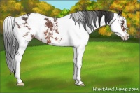 Horse Color:Brown Sabino Appaloosa Rabicano 