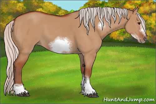 Horse Color:Unknown 