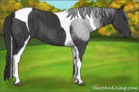 Horse Color:Black Tobiano Brindle
