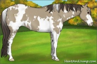 Horse Color:White Spotted Smoky Grullo Sabino