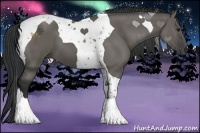 Horse Color:Grullo Tobiano