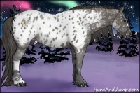 Horse Color:Grullo Ice Near Leopard 