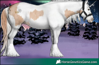 Horse Color:Silver Bay Roan Dun Splash and Bay Dun Splash Appaloosa