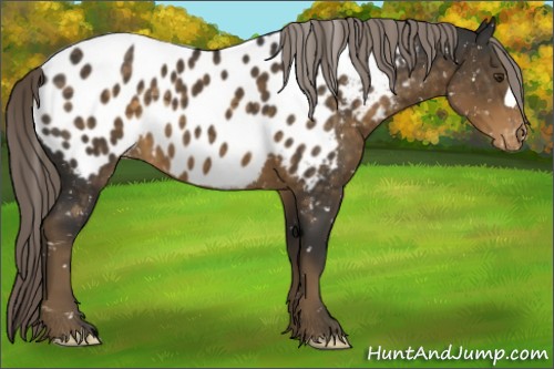 Horse Color:Chocolate Palomino Appaloosa 