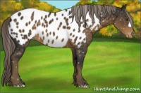 Horse Color:Chocolate Palomino Blanket 