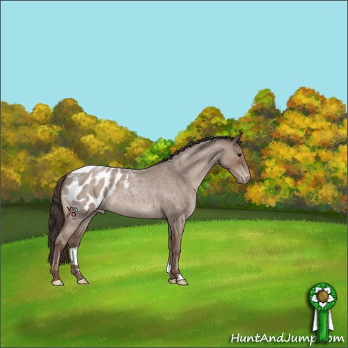 Horse Color:Classic Champagne Roan Appaloosa