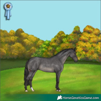 Horse Color:Smoky Blue Roan 