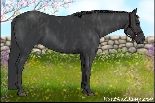 Horse Color:Black  Brindle