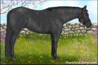 Horse Color:Black  Brindle