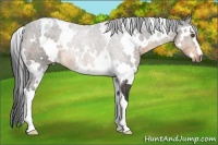 Horse Color:White Spotted Buckskin