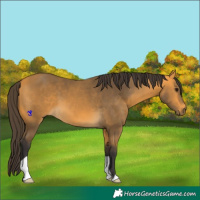 Horse Color:Buckskin 