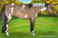 Horse Color:White Spotted Bay Dun 