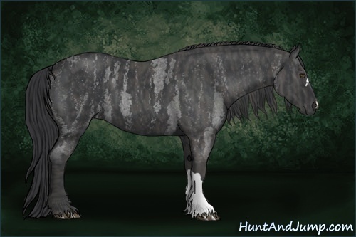 Horse Color:Blue Roan  Brindle