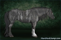Horse Color:Blue Roan Brindle