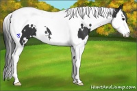 Horse Color:White Spotted Black Splash Tobiano 