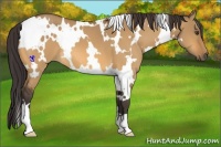 Horse Color:White Spotted Buckskin Dun 
