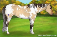 Horse Color:White Spotted Buckskin Dun 