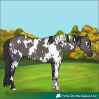 Horse Color:White Spotted Grullo 